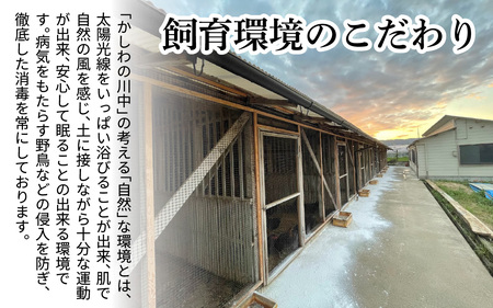 【かしわの川中】超新鮮＆美味！大津市で飼育した近江しゃもor名古屋コーチン！約600g（2〜3人前）[G005] / しゃも 軍鶏