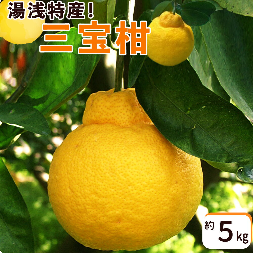 【ふるさと納税】【限定】 湯浅特産！ 三宝柑 5kg【柑橘 和歌山 有田】