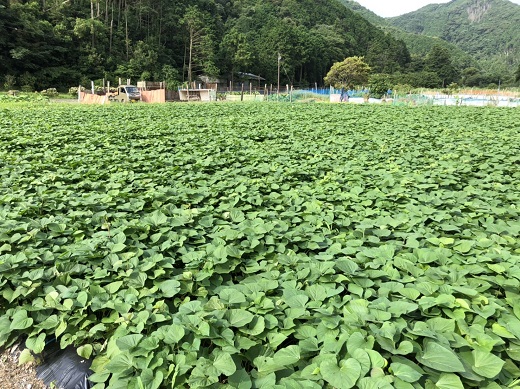 先行予約 12月上旬～ サツマイモ（紅はるか）５kg 栽培期間中 農薬化学肥料不使用（洗い）【R00163】