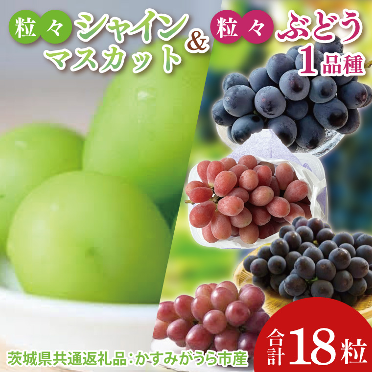 【先行予約】【2025年8月より発送開始】粒々ぶどう18粒シャインマスカットとぶどう1品種（茨城県共通返礼品：かすみがうら市産）|葡萄 ぶどう ブドウ 果物 くだもの フルーツ シャインマスカット 数量限定 かすみがうら市産 共通返礼品 茨城県 大子町（CD166）