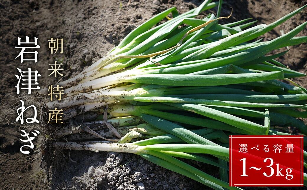 【ふるさと納税】 朝来市特産 岩津ねぎ MLサイズ混載 （選べる容量3種 1kg/2kg/3kg）【ふるさと納税 人気 おすすめ MLサイズ混載 希少 栄養豊富 期間限定 甘い 太い 柔らかい すき焼き 焼きねぎ 天ぷら 鍋 NOUEN 兵庫県 朝来市】 AS51AB57-0