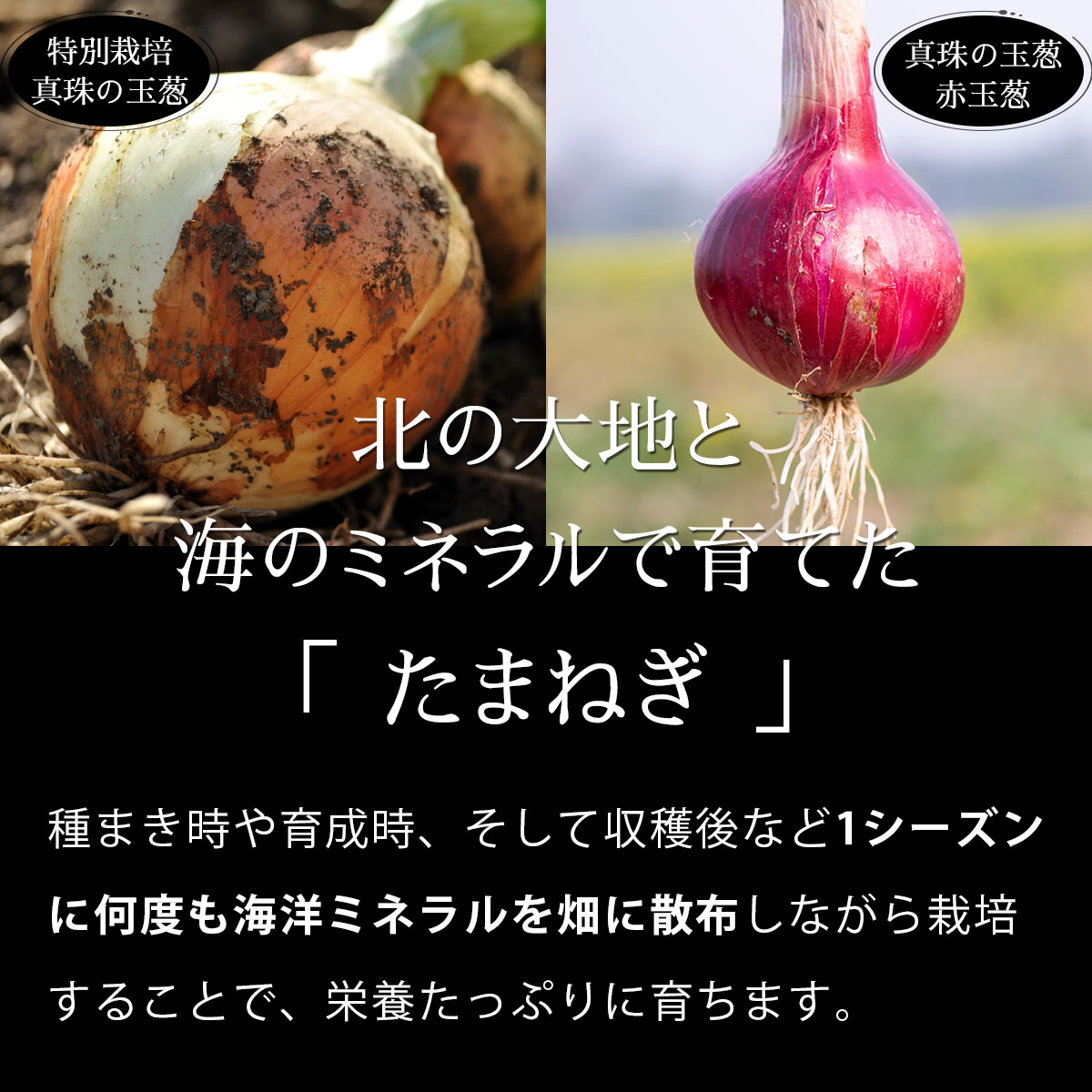 真珠の玉葱 特別栽培Lサイズ5kg(赤玉葱5個入り)≪海のミネラルで育てた特別栽培玉葱≫【50108】202412