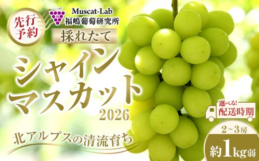 
                  【先行予約】 2026  シャインマスカット ２房～３房 約1kg弱【選べる配送時期】 長野県産  国際特許有機肥料栽培｜ 果物 ぶどう シャインマスカット フルーツ 大粒 人気 おすすめ 葡萄  ギフト 送料無料 長野県 大町市 ふるさと納税
                