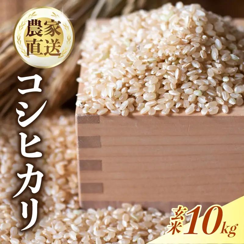 【 スピード発送 】 コシヒカリ 玄米 10kg 令和8年産 玄米 新米 南国市 