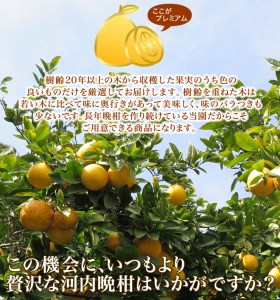 プレミアム 河内晩柑 3kg 河内晩柑