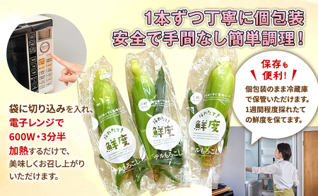 とうもろこし 先行予約 甘々娘 甘太郎 約4〜6本 レンチン とうもろこし