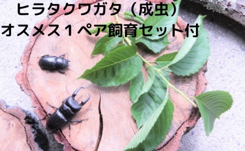 ヒラタクワガタ（成虫）オスメス1ペア飼育セット付【配送期間は6月下旬～8月上旬】