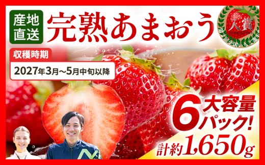 あまおう 約1650g（約275g×6パック） 【先行受付／2027年3月～5月中旬順次発送予定】いちご 苺 福岡高級 フルーツ お取り寄せ ご当地グルメ 福岡土産 取り寄せ グルメ 福岡県 食品 あかい まるい おおきい うまい ichigo strawberry ストロベリー 果物 旬 冷蔵 福岡県産 アマオウ amaou デザート おやつ くだもの 青果物 数量限定 期間限定