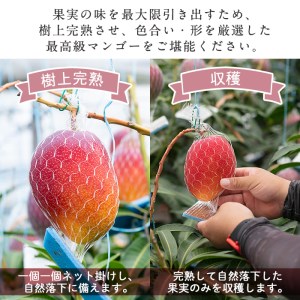s224 ≪期間・数量限定≫完熟マンゴー月姫(計1kg以上・2個入)鹿児島県さつま町で大切に育てたマンゴーを丁寧に梱包してお届け！化粧箱入りなのでご贈答にも！【ジャパン・アグリ・ビジネス】