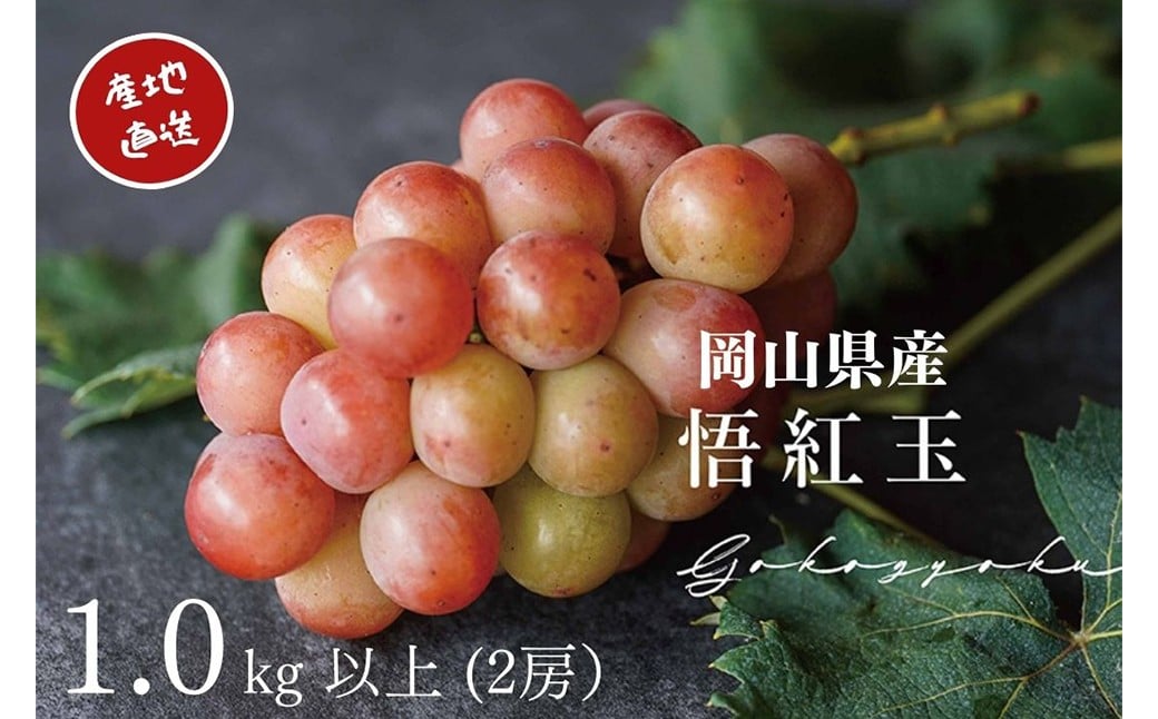 
            厳選 悟紅玉 旧ゴルビー 2房 合計1.0kg以上 産地直送 朝採れ ぶどう 葡萄 岡山 Kawahara Green Farm【2025年8月下旬～9月下旬 順次発送予定】
          