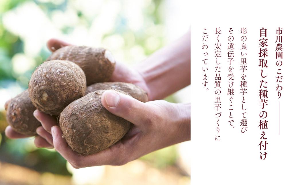 里芋 堀兼の里芋(贈答用)  2.5㎏ | さといも 里いも 里芋 サトイモ 土付 野菜 旬 新鮮 期間限定 季節限定 根菜類 根菜 煮物 芋煮 コロッケ 味噌汁 みそ汁 おでん 産地直送 市川農園 