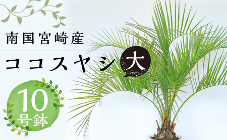 南国宮崎産 ココスヤシ 大（10号鉢) ココスヤシ 観葉植物 10号鉢