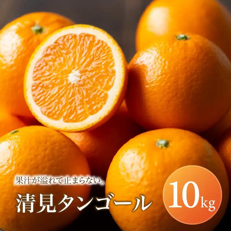 清見タンゴール 家庭用 10kg 【2027年2月下旬頃から順次発送】 | 清見 タンゴール みかん ミカン mikan 蜜柑 訳ありフルーツ 柑橘 果物 おすすめ お勧め お取り寄せ ギフト 愛媛県 松山市 【MKN076】
