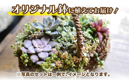 多肉 植物 籠寄せ カズラ かご 福岡 八女 観葉植物 多肉植物 はち インテリア 鉢植え 園芸用品 室内栽培 水やり 広川町 / plantsfunshopnatur [AFAT002]