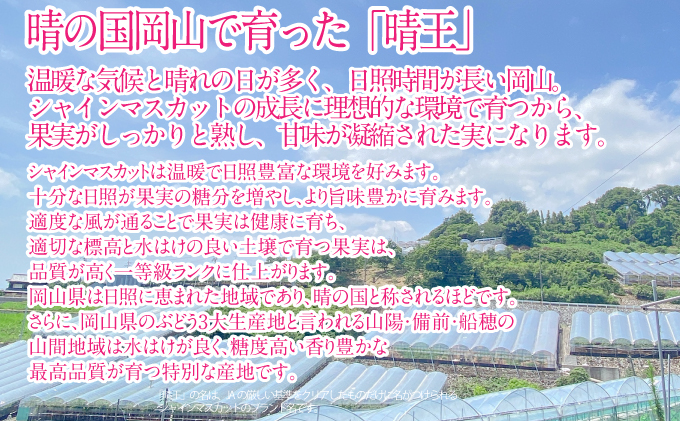 2025年予約受付中【3回定期便】 シャインマスカット 晴王 7月8月9月に1回づつ出荷  2房 1.4kg 人気 岡山県産 種無し 皮ごと食べる みずみずしい  フレッシュ 晴れの国 おかやま 果物