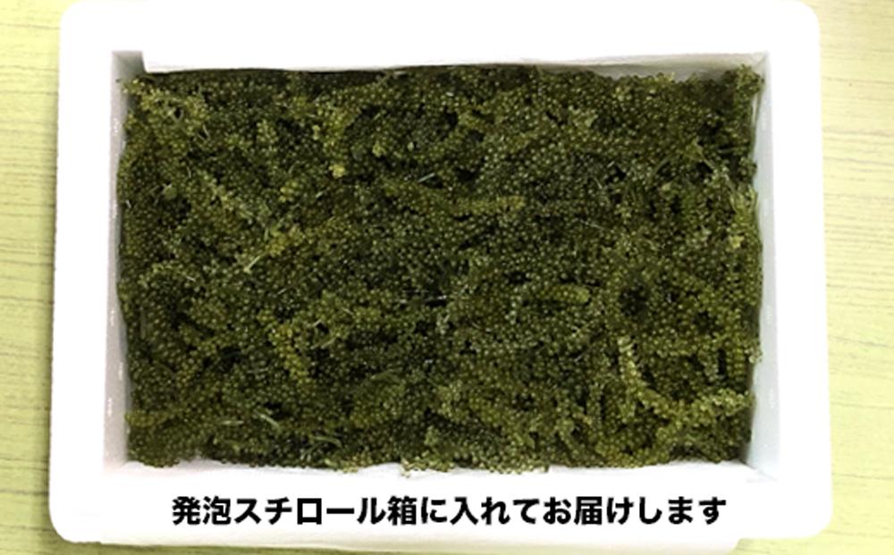 海ぶどう500g＆リキュール6缶セット I  海ぶどう 沖縄海ぶどう 海藻 ぷちぷち食感  沖縄県 南城市 ふるさと納税 一般社団法人 南城市観光協会 南城市地域物産館
