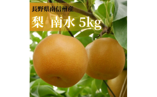 【数量限定】梨(南水)5kg 9月下旬より順次発送 長野県 信州 南信州 高森町 農家直送 果物 くだもの なし ナシ 和梨 旬 旬の果物 旬の梨 なんすい いちだ農産