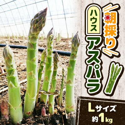 【ふるさと納税】【2026年発送・数量限定】朝採りハウスアスパラ Lサイズ(約1kg)　【配送不可地域：離島】【1272158】
