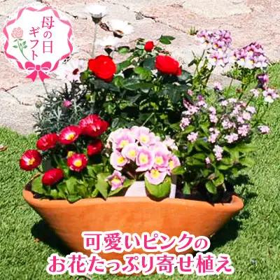 【母の日 ギフト】 可愛いピンクのお花たっぷりの 可愛いピンクのお花たっぷりの寄せ植え（舟形Mサイズ）1個