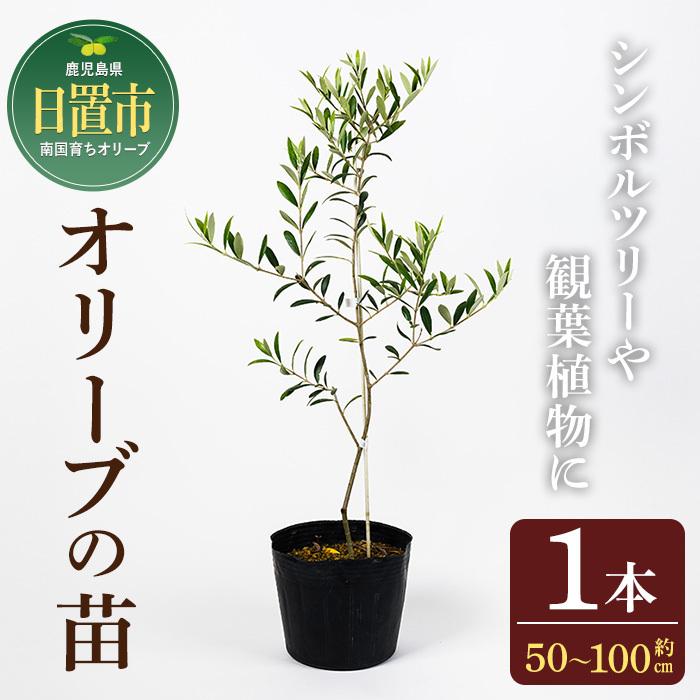 No.1253 ＜数量限定＞オリーブの苗(1本)鹿児島県産 苗 観葉植物 オリーブ 国産 シンボルツリー 庭木 内祝い ギフト 贈答 プレゼント 観賞 苗木【鹿児島オリーブ】