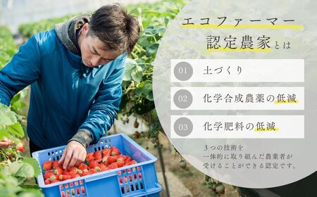 エコファーマー認定農家直送！特別栽培 あまおう 約270ｇ × 2パック ふるさと納税 いちご イチゴ 苺 赤村 果物 くだもの フルーツ ジャム にも ケーキ にも 先行予約 数量限定 ふるさと ラ