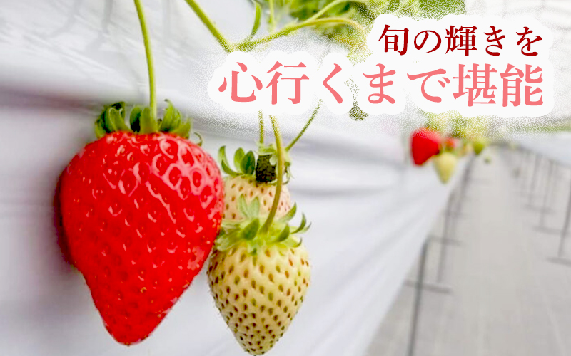 【体験】 【開催期間 2027年1月1日～5月7日】 オリジナルいちごと人気ブランドいちごの食べ比べ いちご狩り体験チケット ( 5名様分) ＋お土産いちご5パック付き【maato010】