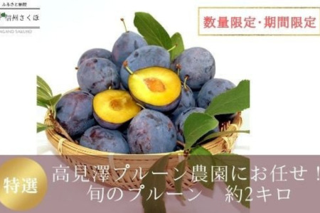 高見澤プルーン園にお任せ！摘みたてプルーン　約2kg×1箱　【限定30箱】〔TA-101〕
