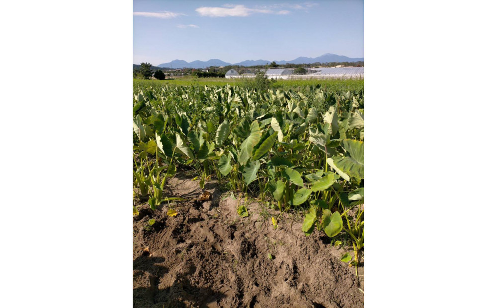 【鳥取県産】ねっとり濃厚 黄金里芋 10kg