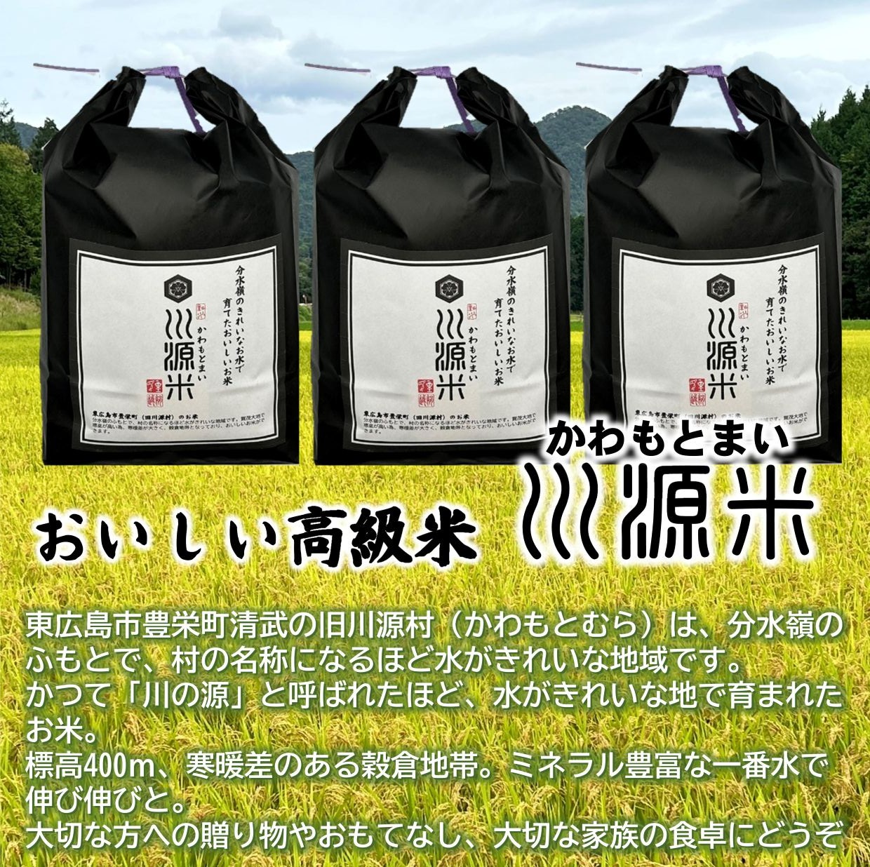 川源米　令和6年産こしひかり　出荷直前精米　15kg(5kg×3袋)