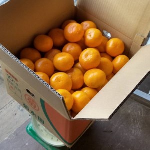 温州みかん 富田林市東條産10kg 【菊水園】 甘い美味しい みずみずしいと人気の柑橘です。_果物・フルーツ みかん  ミカン 蜜柑_【1284423】