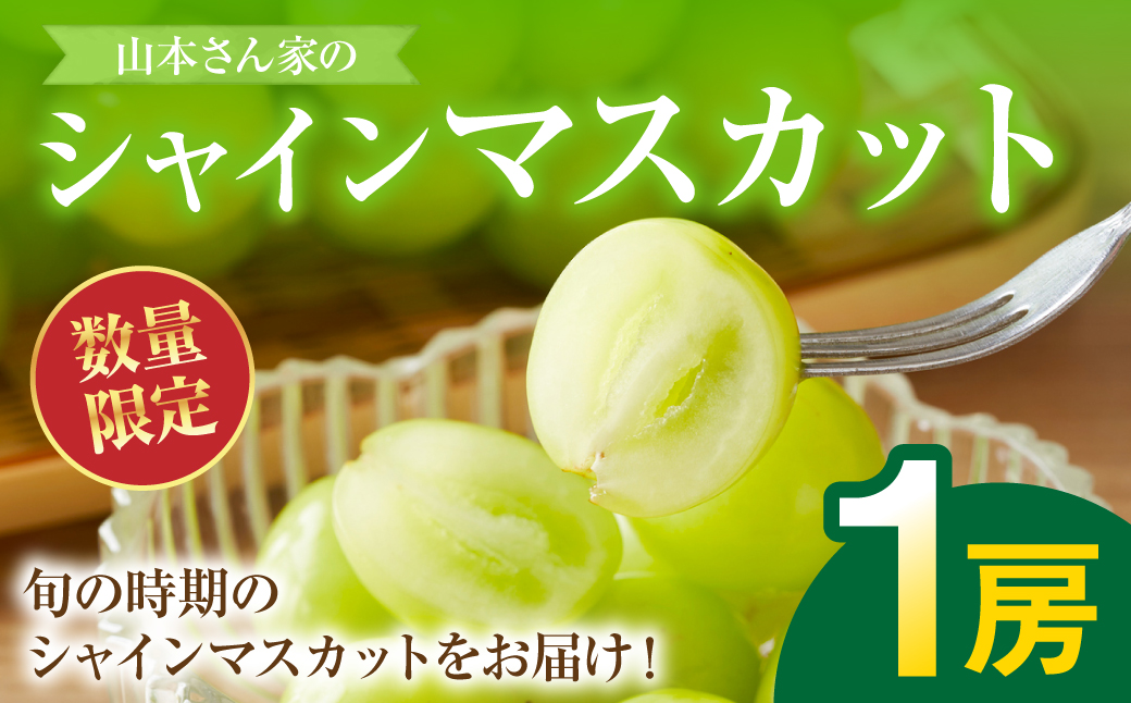 【先行予約】 熊本県八代市東陽産 山本さん家の「シャインマスカット」 1房入り (約500g) ぶどう 果物 くだもの フルーツ 青果物 【2025年8月上旬より順次発送】