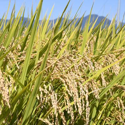 ふるさと納税 最上町 【令和7年産先行受付】山形県産特別栽培米　つや姫20kg(無洗米) |  | 01