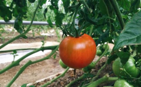 【3回定期便】織田トマト フルーツトマト約1kg×3回 （約3kg） 高知 真っ赤なフルーツ太陽