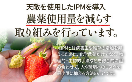 いちご あまおう 約275g×6P R9年3月～5月中旬順次発送 いちご