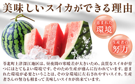 天草産上津深江 スイカ 1玉 髙橋商店 《6月末-8月中旬頃出荷》熊本県 苓北町 フルーツ 果物 くだもの スイカ すいか 西瓜 盆すいか 上津深江スイカ