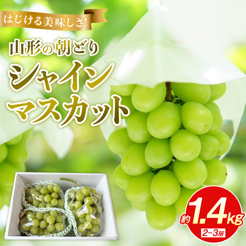 はじける美味しさ！山形の朝どりシャインマスカット 約1.4kg 2～3房【令和8年産先行予約】FS25-135