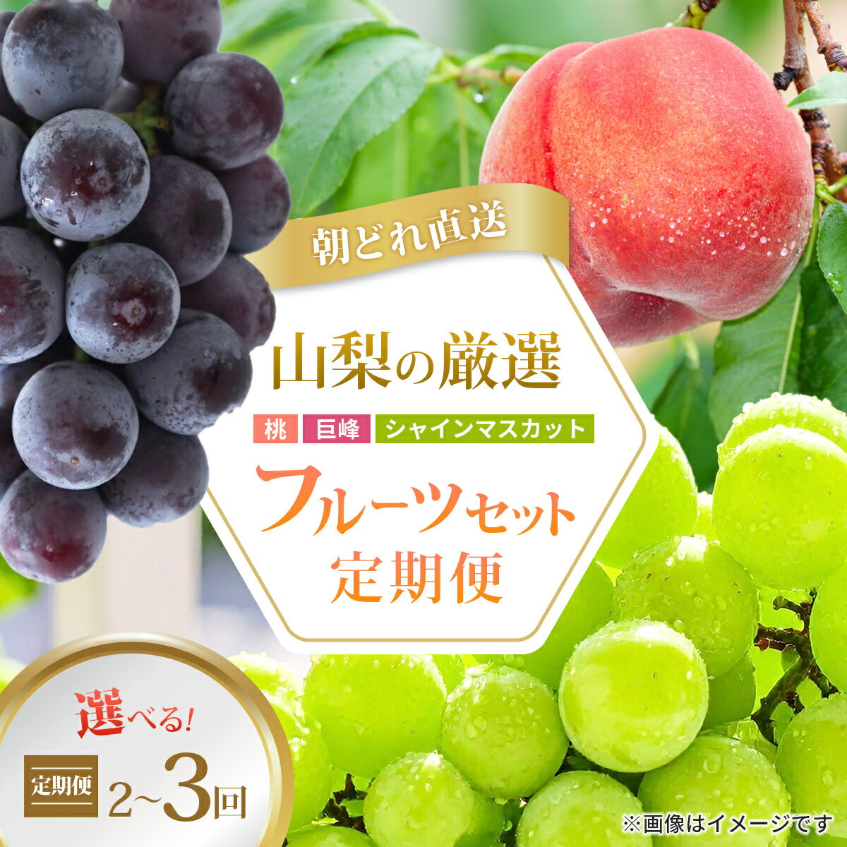 【ふるさと納税】山梨県産 桃・巨峰・シャイン 全2回・3回 選べるフルーツ定期便_ フルーツ定期便 ぶどう 葡萄 シャインマスカット 巨峰 桃 モモ もも 果物 フルーツ 山梨県 山梨市 送料無料 贈答 ギフト 【配送不可地域：離島・沖縄県】【G4076701】