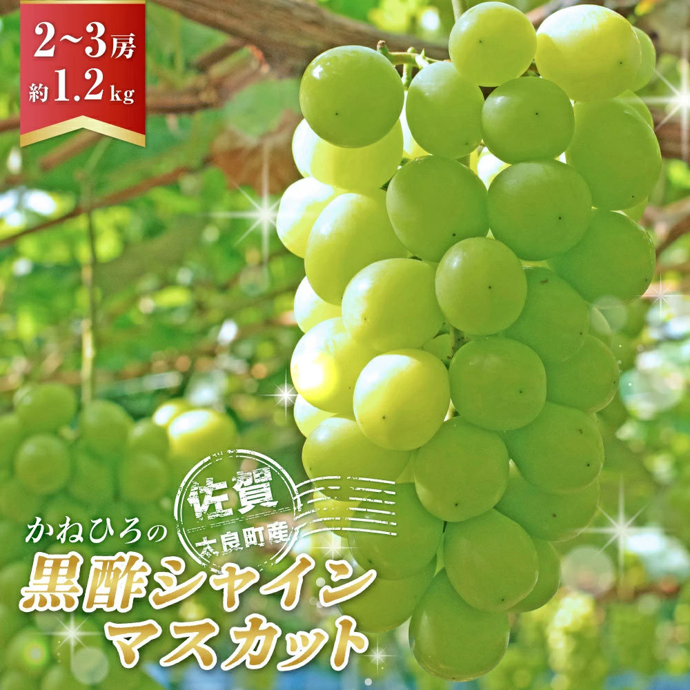 【ふるさと納税】かねひろの「黒酢シャインマスカット」2〜3房（約1.2kg） 【2026年9月上旬～9月下旬発送予定】 ブドウ ぶどう 葡萄 果物 フルーツ 産地直送 ギフト 贈答 プレゼント NB12x1