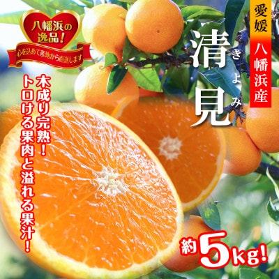 2026年3月出荷開始　完熟・果汁たっぷり!!「きよみ」約5kg　【C39−34】【1262235】