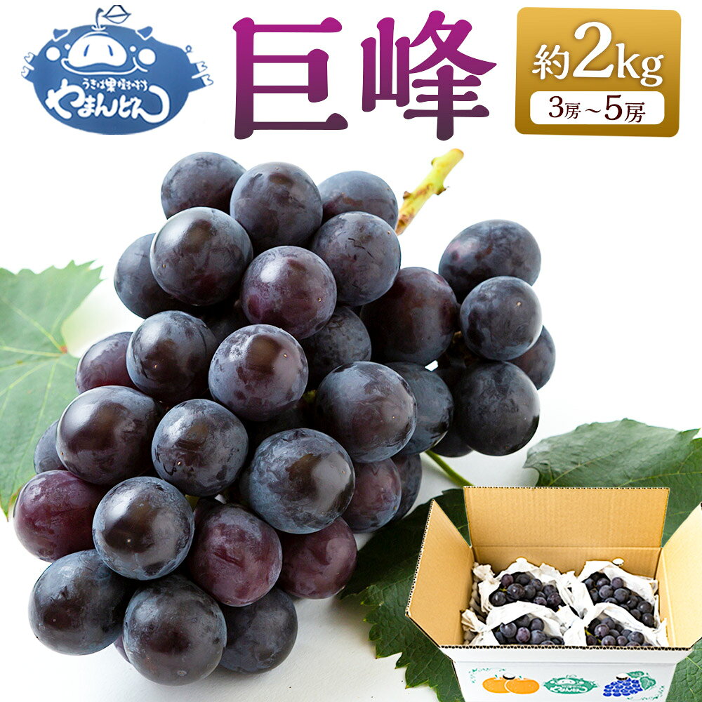 【ふるさと納税】【先行予約】やまんどん 巨峰 3房から5房 （約2kg） 【2026年8月下旬～9月上旬より順次発送予定】 ぶどう ブドウ 葡萄 フルーツ 果物 果実 冷蔵 送料無料 福岡県 うきは市