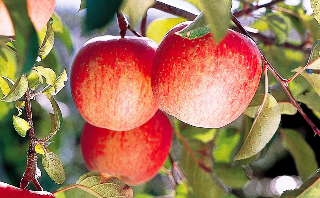 【訳あり品】 山形おきたま産 りんご （サンふじ）（〇秀） 14玉～23玉（約5kg）