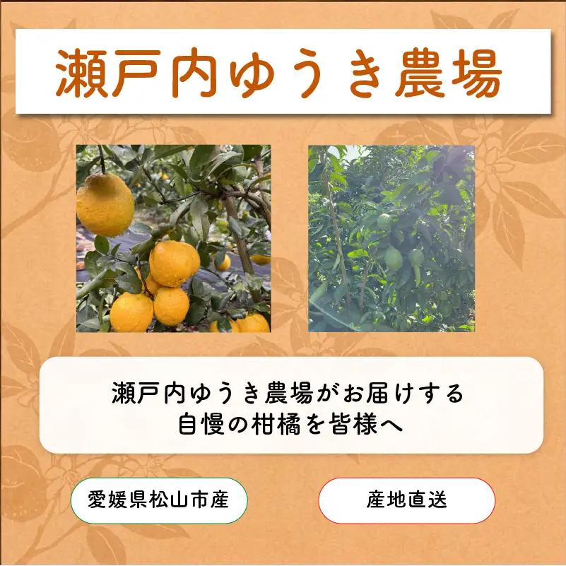 【2026年12月上旬頃から順次発送】 【特選】愛果28号 （ 紅まどんな と同品種）約3.0kg Lサイズ ｜あいか みかん 産地直送 国産 柑橘 愛媛県 松山市 瀬戸内ゆうき農場【SY054】