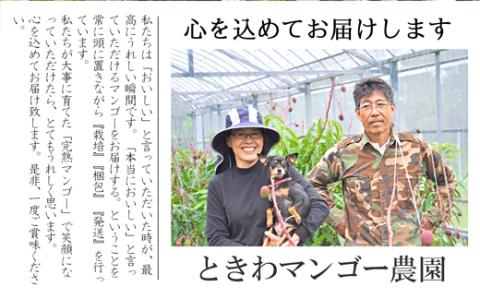 【先行受付】訳あり 沖縄マンゴー（石垣島産）3kg ときわマンゴー農園【2024年7月～8月中旬に順次発送予定】TK-3-1