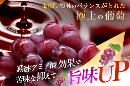 ブラックシャインマスカット 富士の輝き 1房 約700g 【先行予約】【2026年8月下旬～9月下旬発送予定】希少 高糖度 ブラック シャインマスカット マスカット フルーツ 果物 ぶどう 新鮮 生産