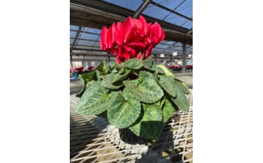 
            シクラメン（６号鉢）【11月受付分】
          