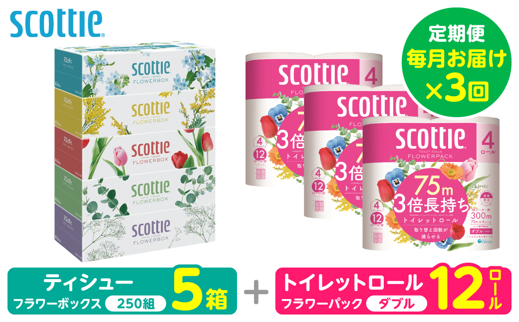 【定期便3回】【毎月お届け】【スコッティ】 組み合わせ ティシュー フラワーボックス 250組 5箱 計15箱 トイレットロール ダブル フラワーパック 3倍長持ち 12ロール 計36ロール ティッシュ トイレットペーパー 日用品 防災備蓄 ストック 備蓄 新生活 防災 消耗品 生活用品 日用消耗品 箱ティッシュ