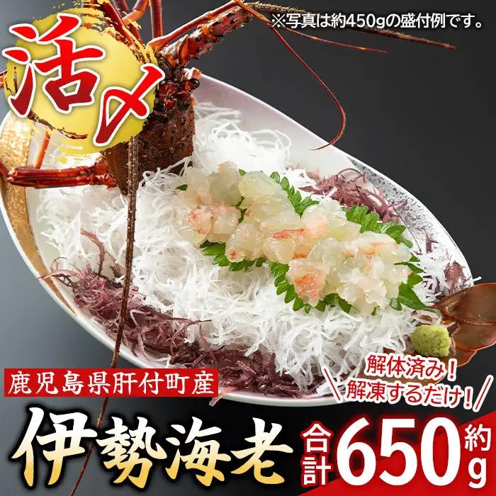 【活き〆冷凍】伊勢海老 刺身 (約650g) 鹿児島 国産 えび エビ 伊勢海老 さしみ【網元】C47003