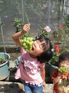 ぶどう 2025年 先行予約 ニュー ピオーネ 約1.8kg 3～5房 減農薬 栽培 ブドウ 葡萄  岡山県産 国産 フルーツ 果物 ギフト  ばんの農園