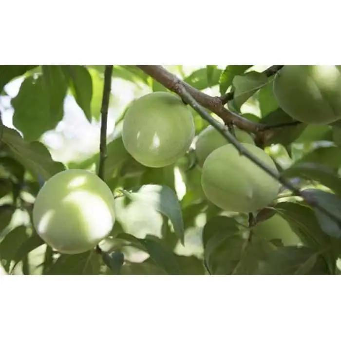 梅ジュース 梅シロップ 700g×2本入り 紀州青梅使用