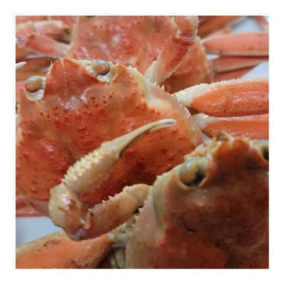 ふるさと納税 京丹後市 「訳あり」茹でセコガニ(コッペガニ)150g前後×3杯セット